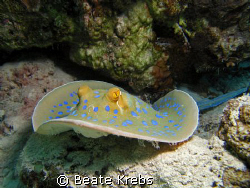 Blue spotted Ray at the housereef  El Quadim, Canon S70  by Beate Krebs 